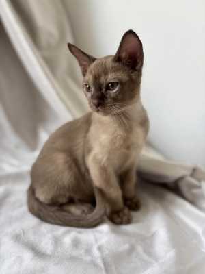 Бурманские котята