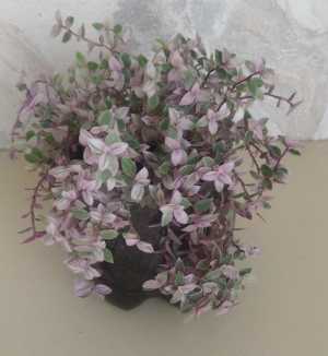 Каллизия Розовая Пантера (Pink Panther)