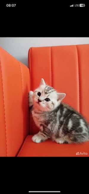 Шотландские вислоухие котята