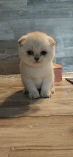 Шотландские вислоухие котята