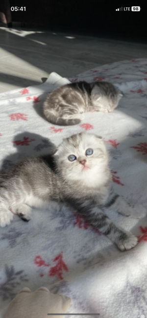Шотландские вислоухие котята