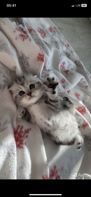 Шотландские вислоухие котята