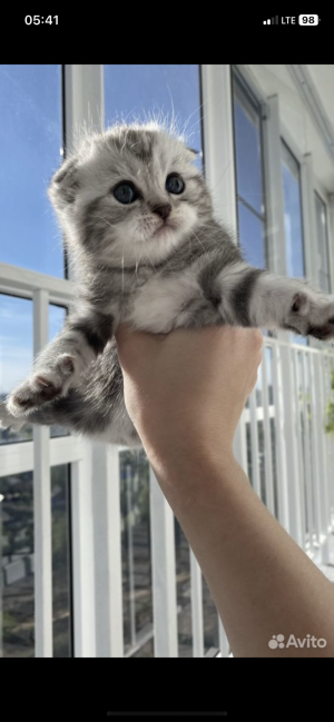 Шотландские вислоухие котята