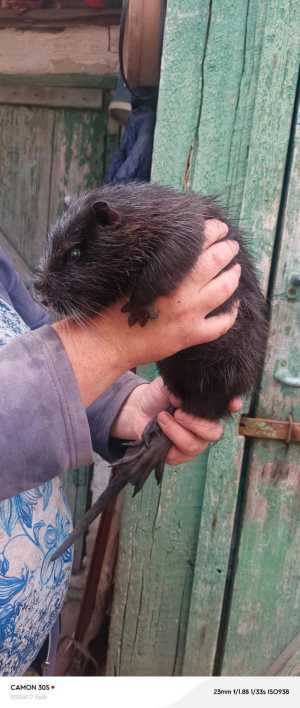 Нутрия на племя. Возможен обмен самцами