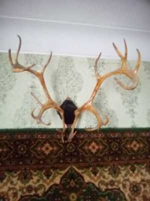 Рога северного оленя