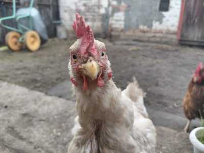 Домашние Яйца