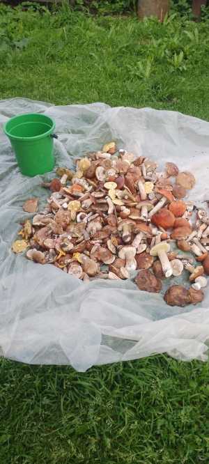 Собираю грибы на заказ чёрные грузди белый гриб волнушка