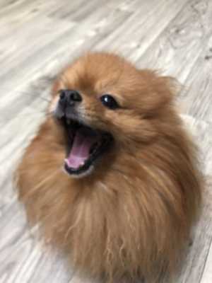 Щпиц мальчик лютик