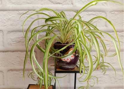 Хлорофитум кудрявый