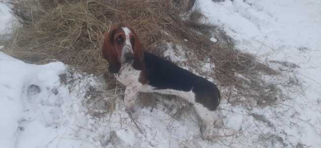 Бассет Барнаул