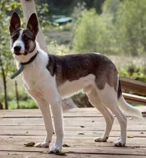 Бэтмен в поиске дома