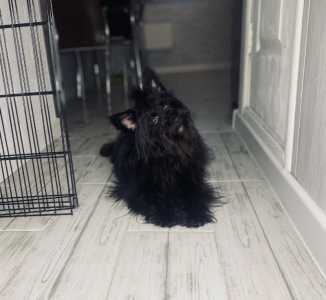 Скайтерьер