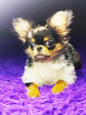 Чихуахуа мини девочка