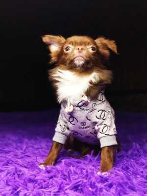 Чихуахуа мини девочка