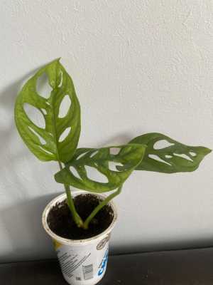 Монстера манки