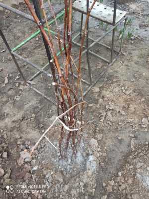 Саженцы малины