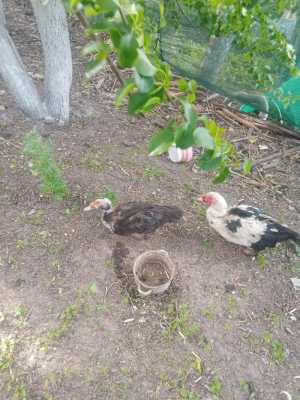 Селезень на племя