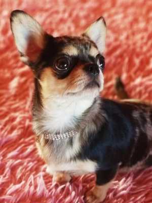 Чихуахуа девочка