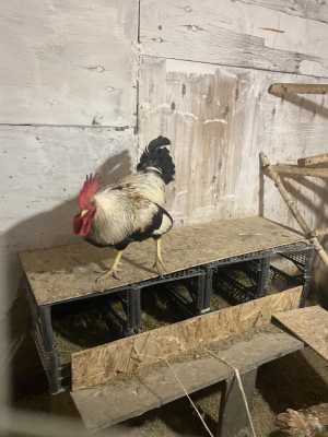 Продам инкубационное яйцо