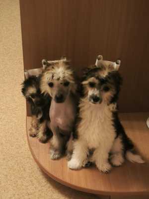 Продам щенков