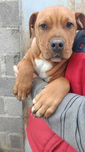 Сабаки папа питбуль мама Стаффорд