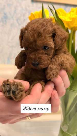 Щенки миниатюрного пуделя!