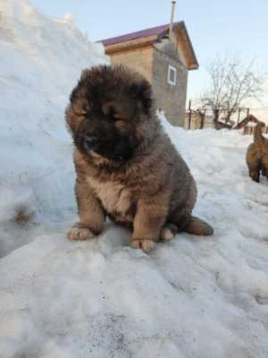 Кавказская овчарка щеночки