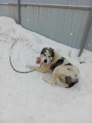 Среднеазиатская овчарка