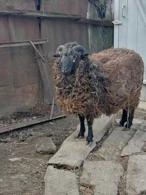 Баран на племя