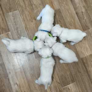 ����� ����-������-����-��������