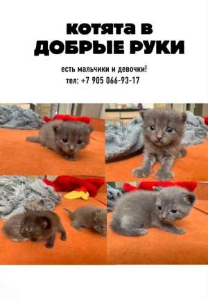 котята в добрые руки даром