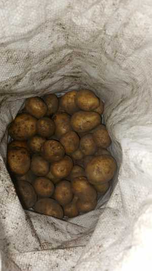 Продам картофель