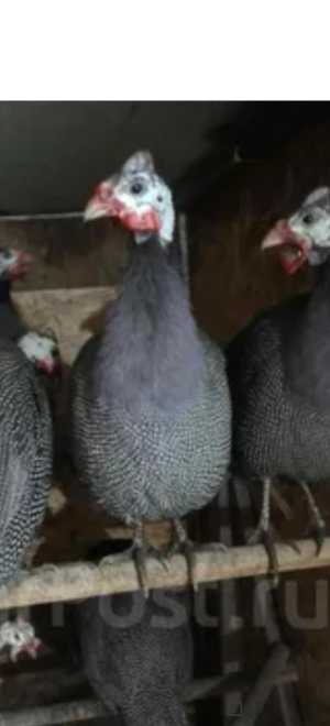 Продам цесарок