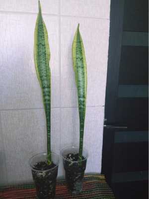 Сансевиерия лауренти