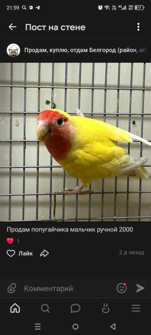 Попугай неразлучник