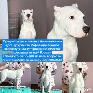 Аргентинский дог щенки