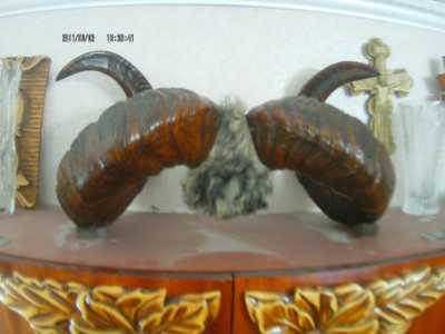 Продам рога снежного барана..