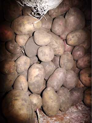 Картошка 40р