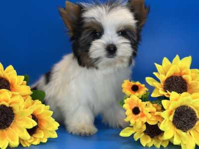 Бивер Йорк щенки