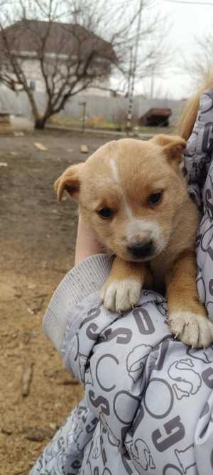 Отдам щенков в добрые руки