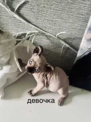 ������ �����