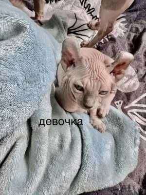 ������ �����