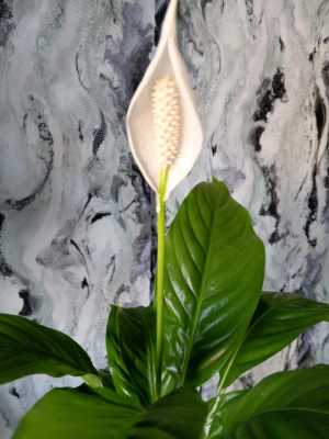 Спатифиллум