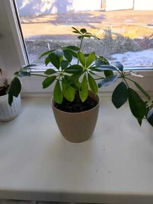 Цветы Шефлера и женское счастье