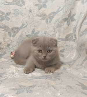 ��������� ������� �������� ������