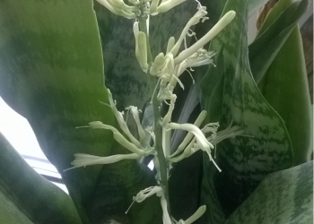 сансиеверия(щучий хвост)