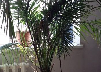 Продам пальму