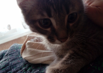 Прекрасный котенок