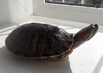 Отдам даром