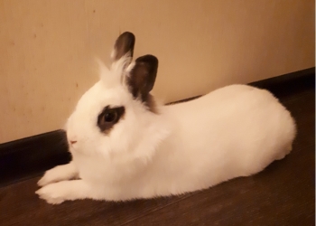 Декоративный кролик